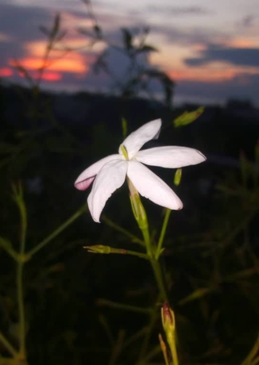 Jasmine Flower Signature, Eau de Parfum