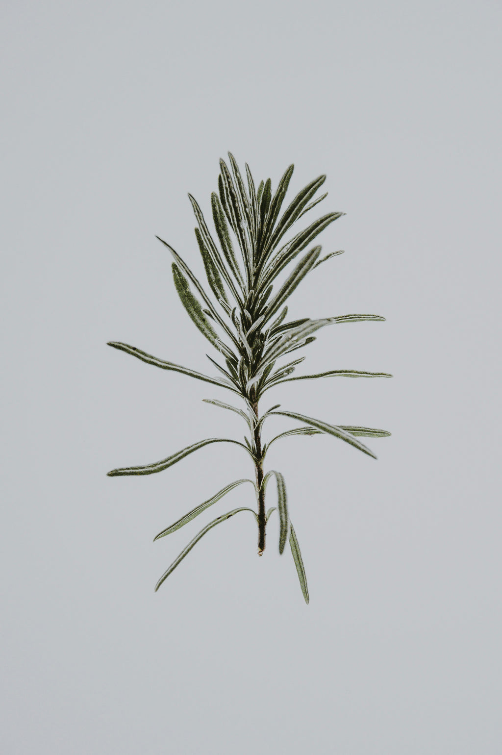 Moringa & Rosemary Scalp Growth Oil