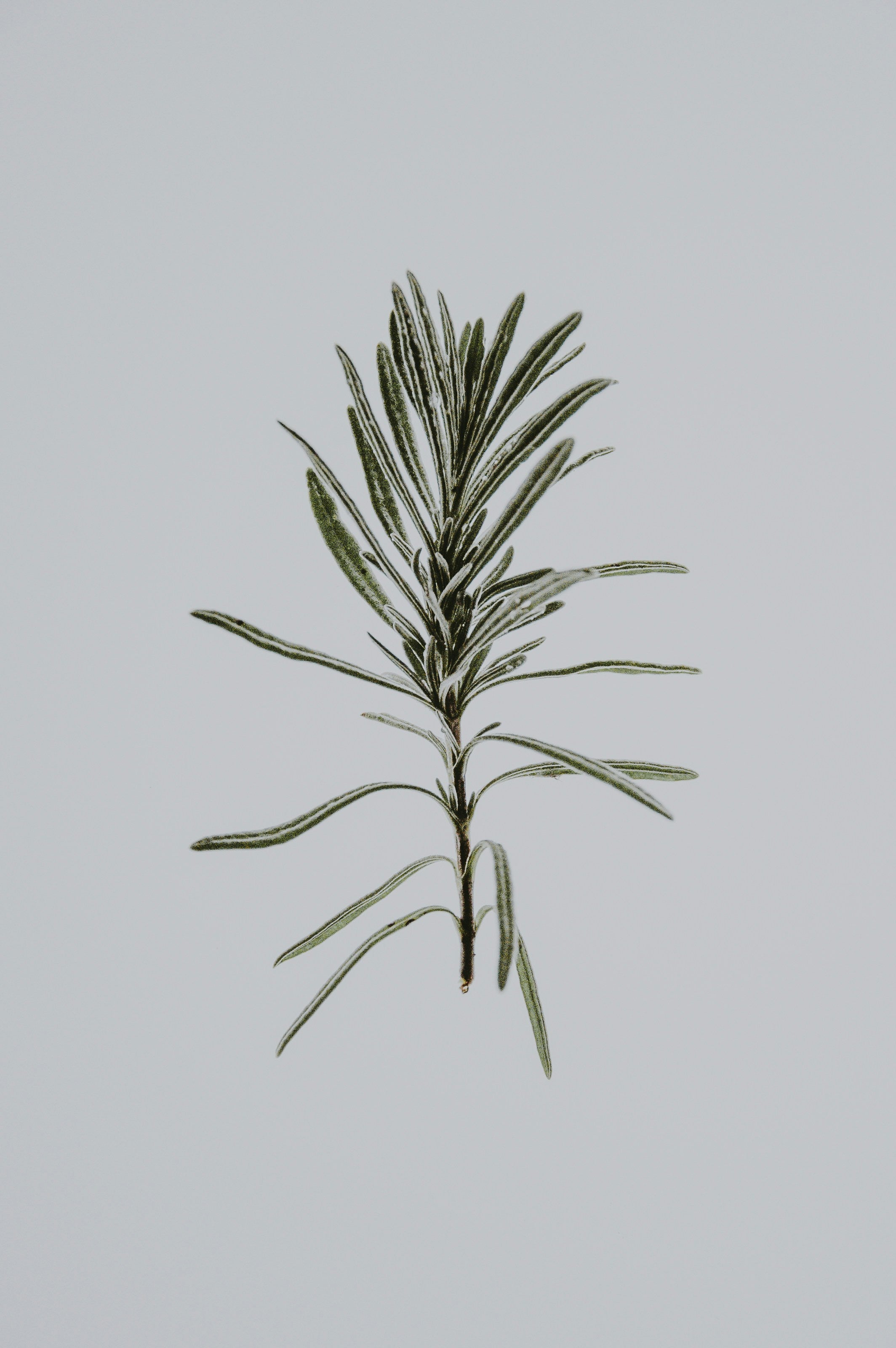 Moringa & Rosemary Scalp Growth Oil