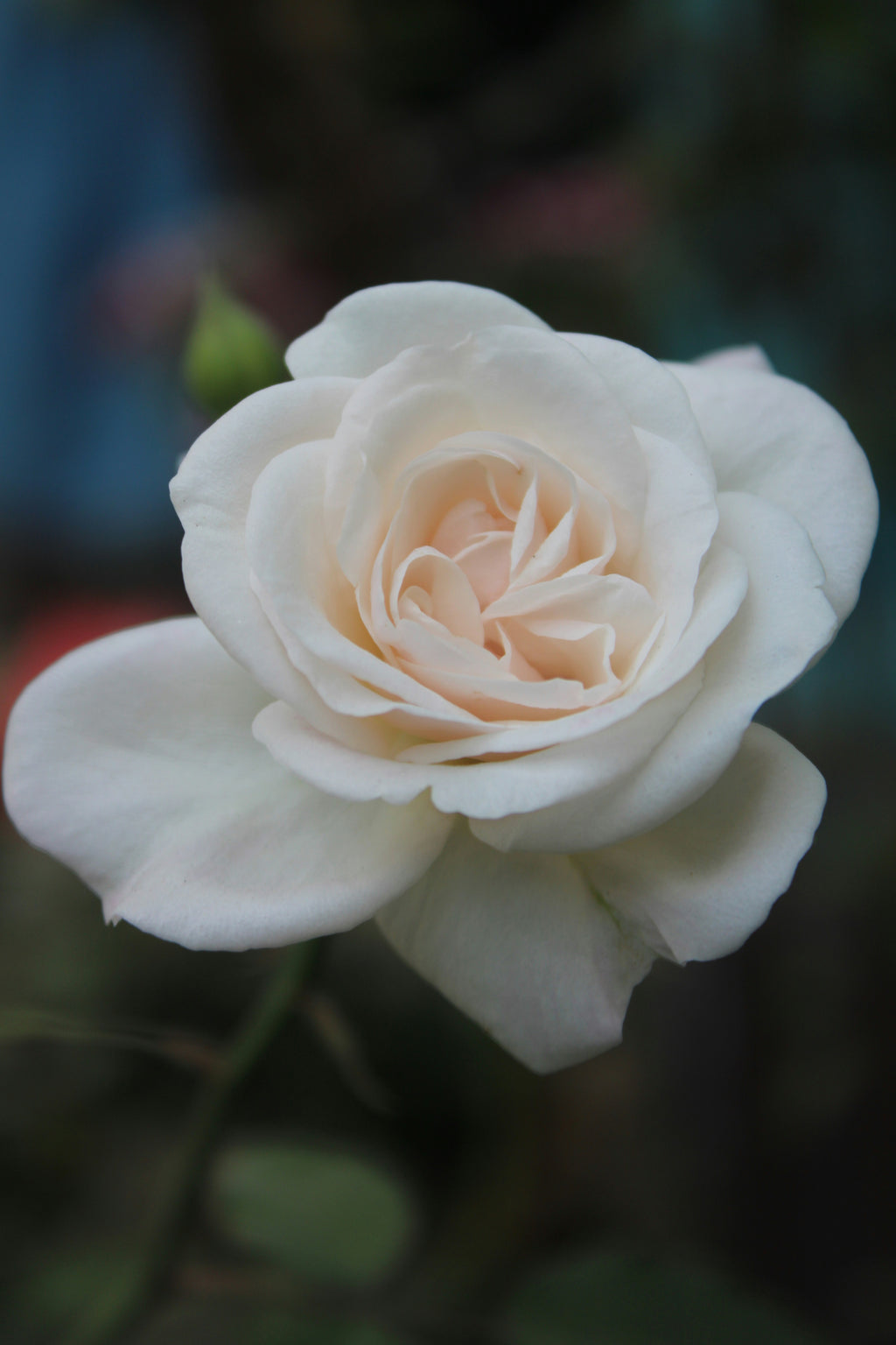 Vanilla Rosée, Eau de Parfum and Body Oil
