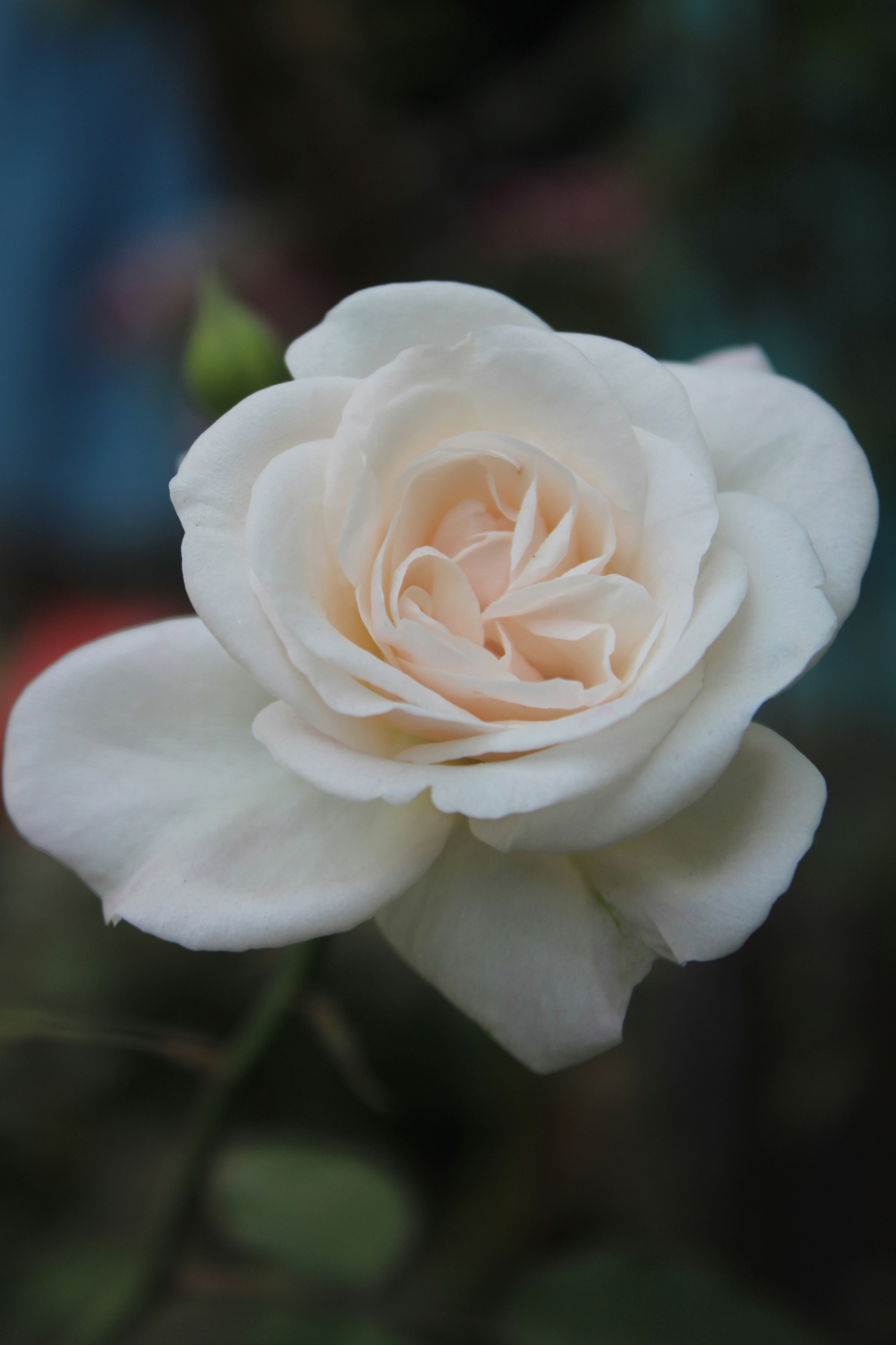 Vanilla Rosée, Eau de Parfum and Body Oil