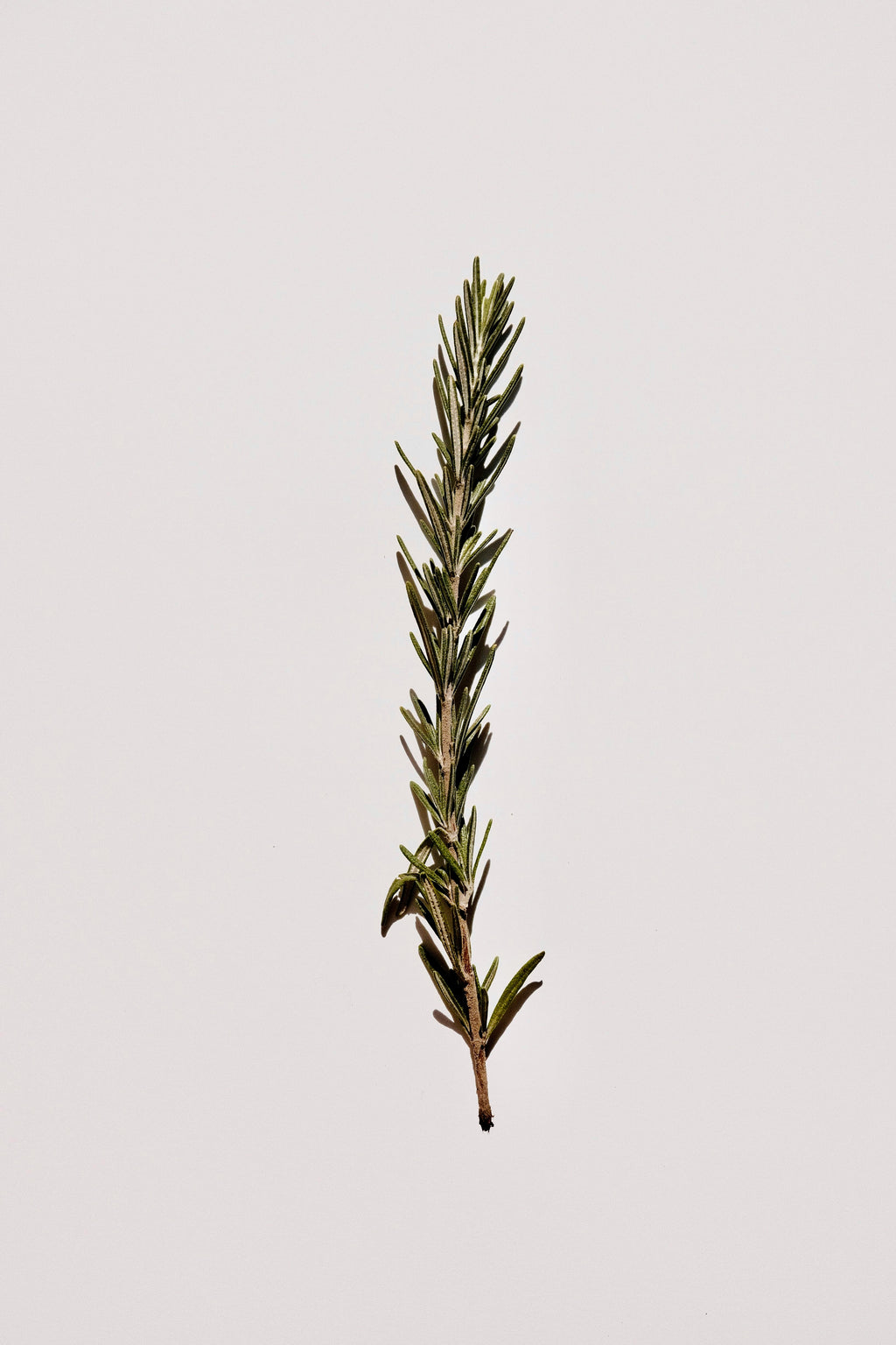 Moringa & Rosemary Scalp Growth Oil