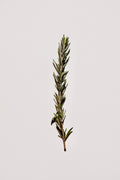 Moringa & Rosemary Scalp Growth Oil