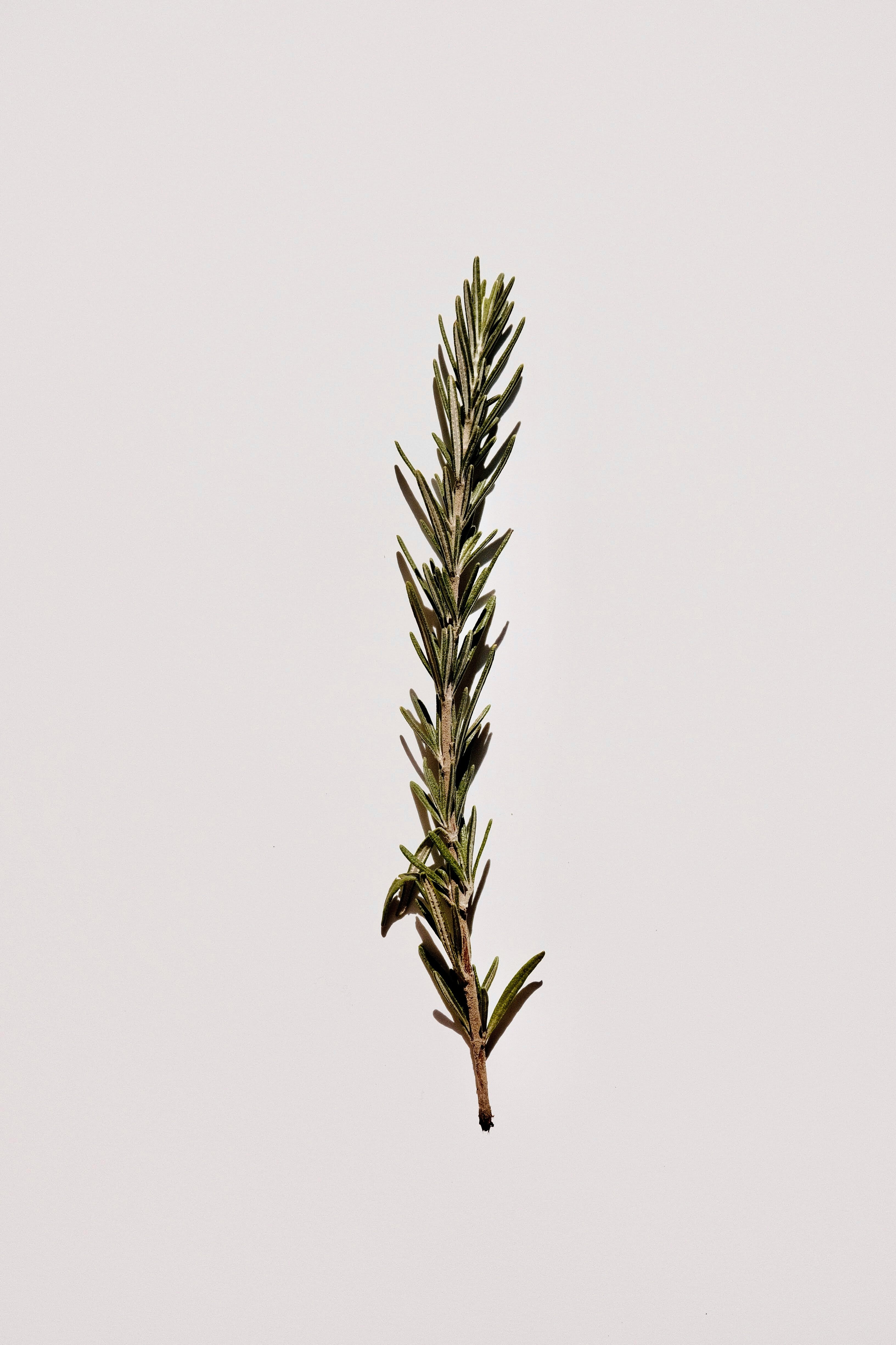 Moringa & Rosemary Scalp Growth Oil