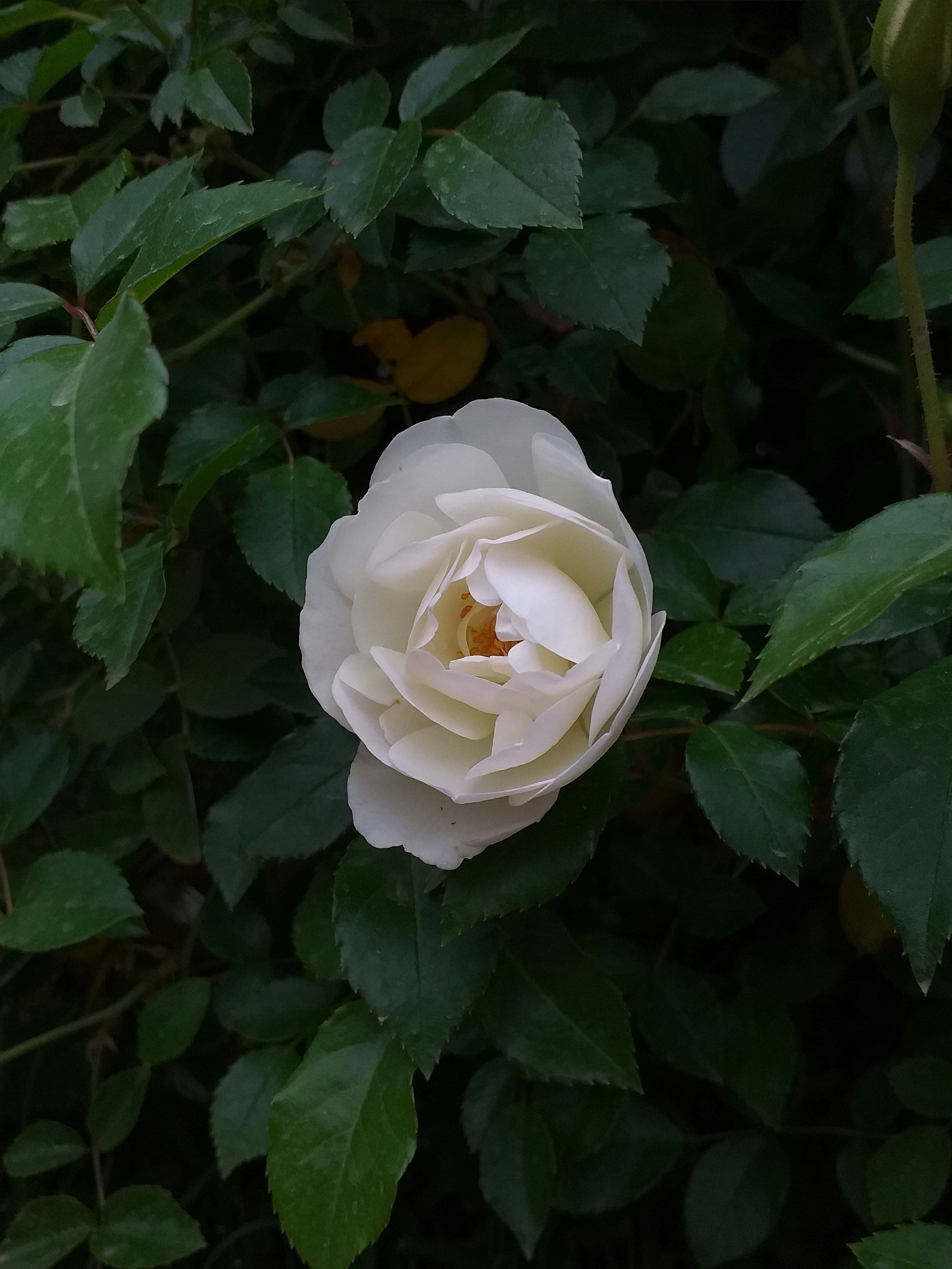 Vanilla Rosée, Eau de Parfum and Body Oil